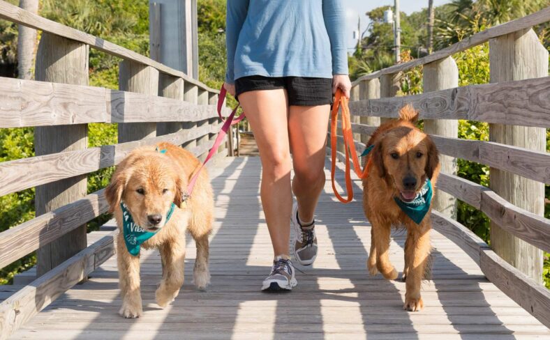 two dogs on leashes being walked across a pedestrian bridge