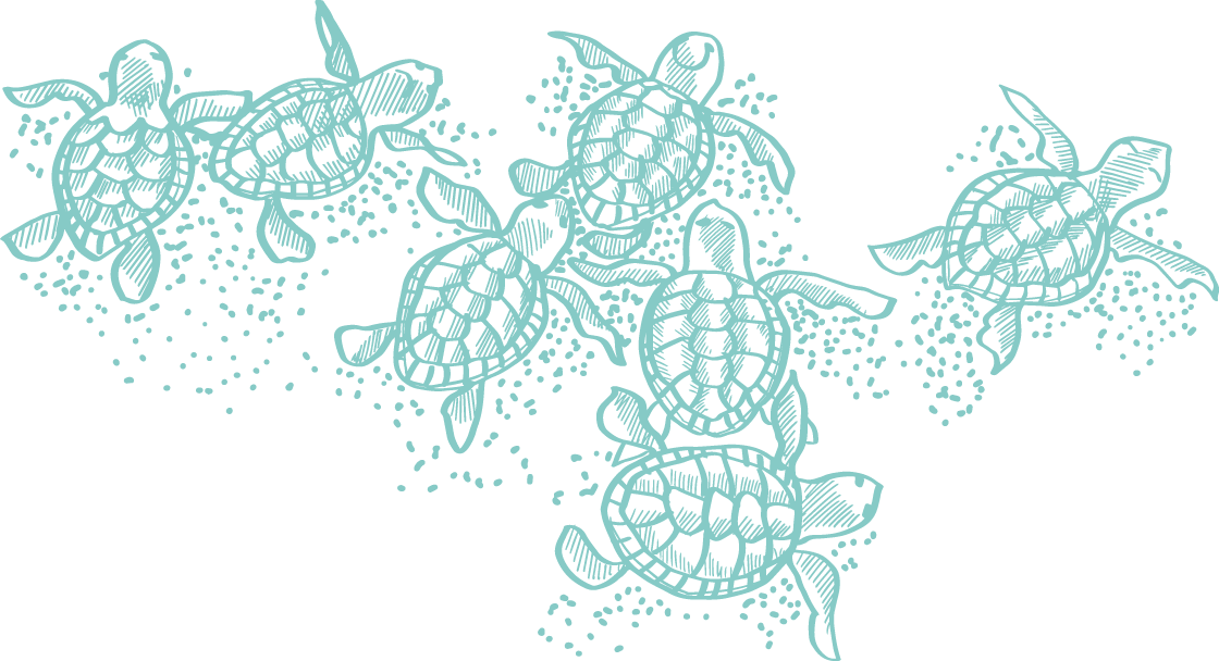 an illustration of a pod of sea turtles