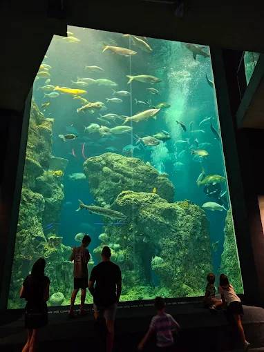 Visitors looking up at a large aquarium tank filled with fish, rock formations, and blue-green water.